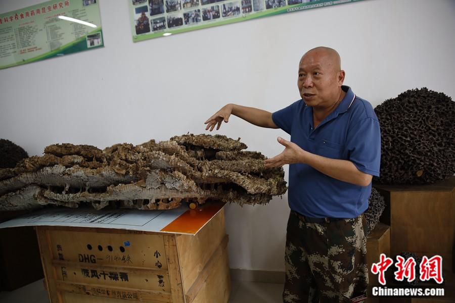 郭云膠教授在介紹胡蜂相關(guān)知識(shí)。中新網(wǎng)記者 張旭 攝