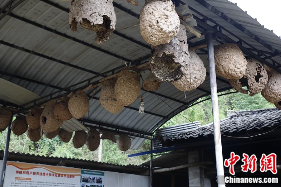 小胡蜂大作用，控蟲(chóng)致富促多贏