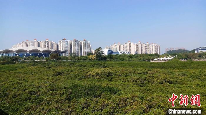 圖為防城港市北部灣海洋文化公園內(nèi)紅樹林郁郁蔥蔥?！●T抒敏 攝